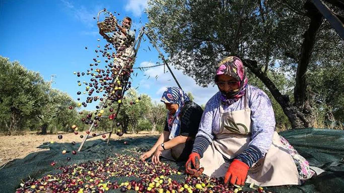 Muğla'da odalar ve borsalar zeytin yasasına karşı ayakta haberi
